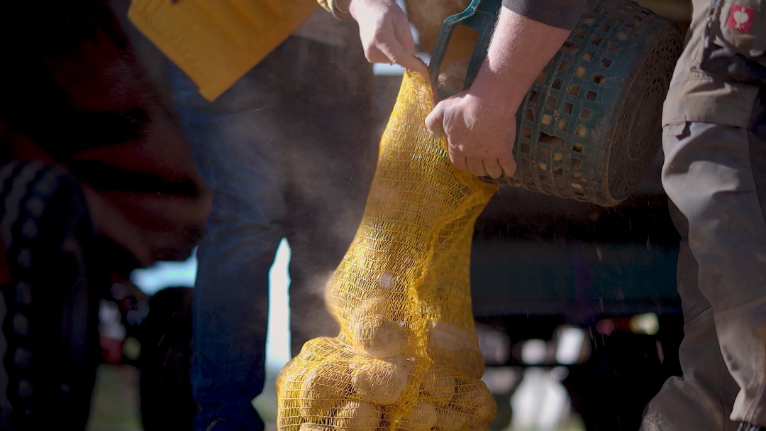 Kartoffeln werden von zwei Menschen in einen Sack geschüttet.