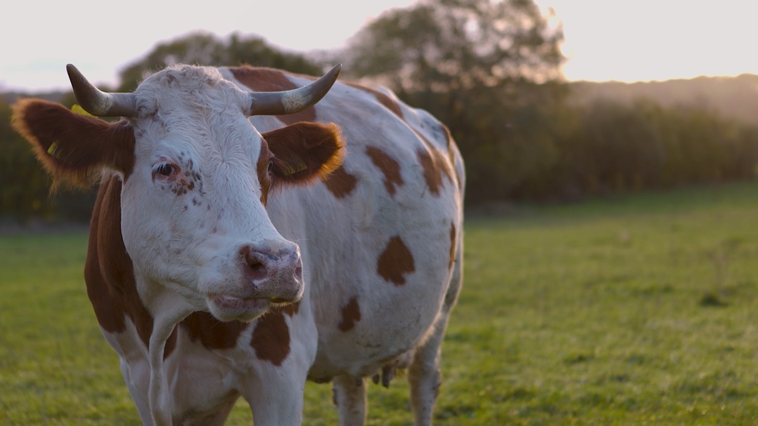 Eine Kuh auf einer Wiese im Sonnenaufgang.